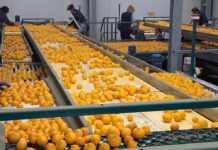 Sezona mandarina u punom jeku, u Fortenovi planiraju zapakirati 10.000 tona Arivera Fruit