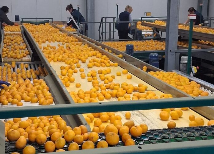 Arivera Fruit