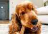 Pedigree DentaStix