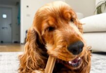 Pedigree DentaStix