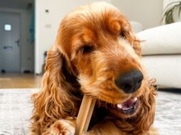 Pedigree DentaStix