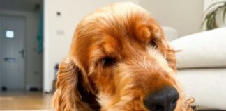 Pedigree DentaStix