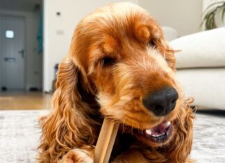 Pedigree DentaStix