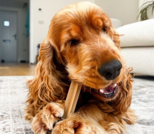 Pedigree DentaStix