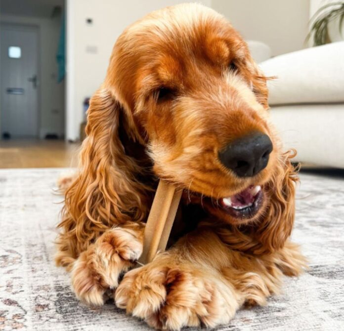 Pedigree DentaStix
