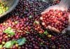 Objavljeno godišnje izvješće International Coffee Partners za 2019.