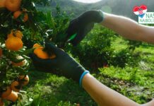 Prve neretvanske mandarine stigle na police Kauflanda neretvanske mandarine