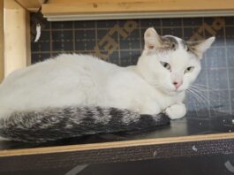 Kitten Safe House