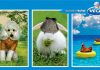 Angažirali tigra, zeca i dalmatinske kokoši u kampanji za Vegetu Natur