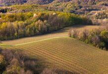 Francuska priprema još 130 milijuna eura za vinare