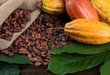 Obala Bjelokosti pokrenula program otkupa kakaovca kakao sjemenke
