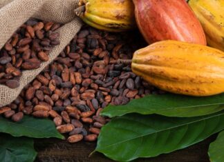 Obala Bjelokosti pokrenula program otkupa kakaovca kakao sjemenke