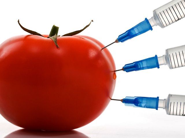 GMO midi