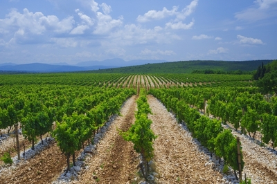 hercegovinavino-kameni-vinogradi-midi