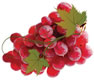 vino-grozde-planer