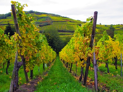 vinograd-proizvodnja-vina-midi