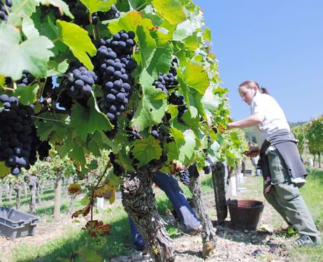 vinograd-radnici-midi