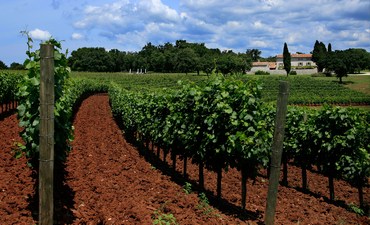 vinogradi-vino-midi
